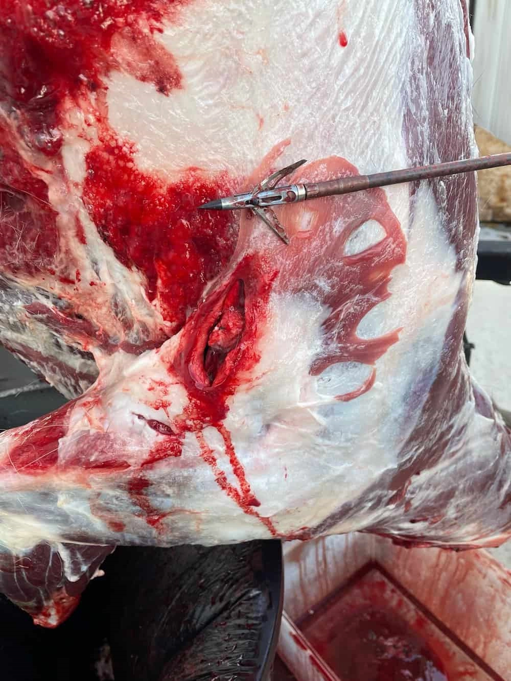 deer shot with crossbow